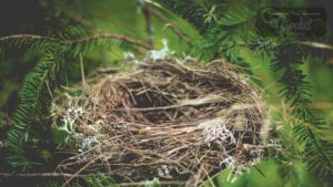 Yarn Bird Nests