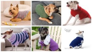 6 Cozy Dog Sweaters