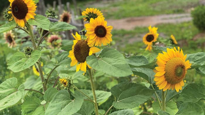 Sunflowers in the Garden