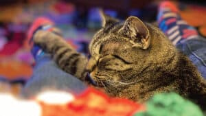 Binky Boo on Blanket