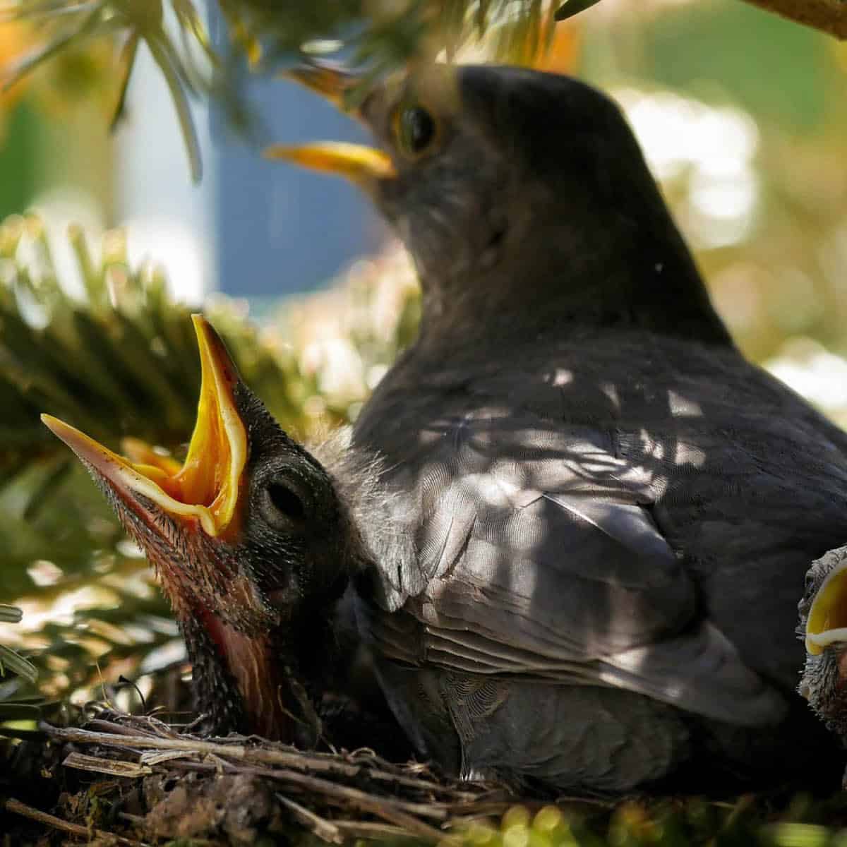 Nesting Mother with Baby Birds