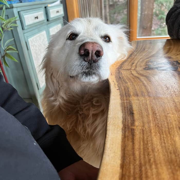 PuppiDawg at the Table