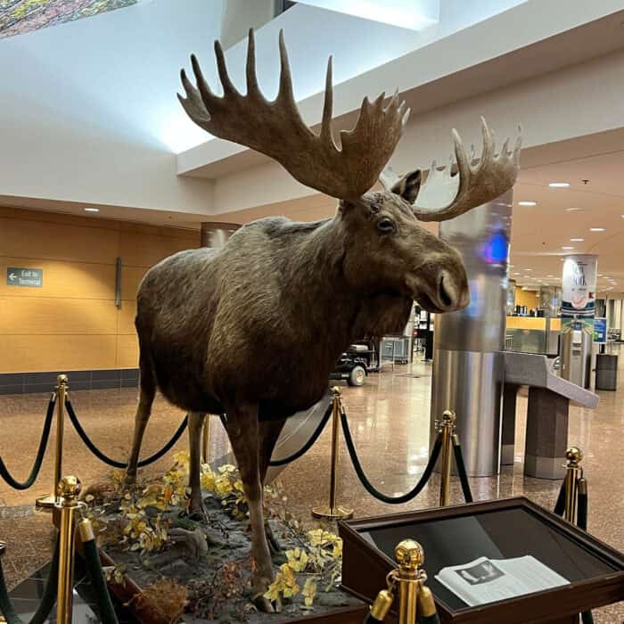 Anchorage Airport Moose Exhibit