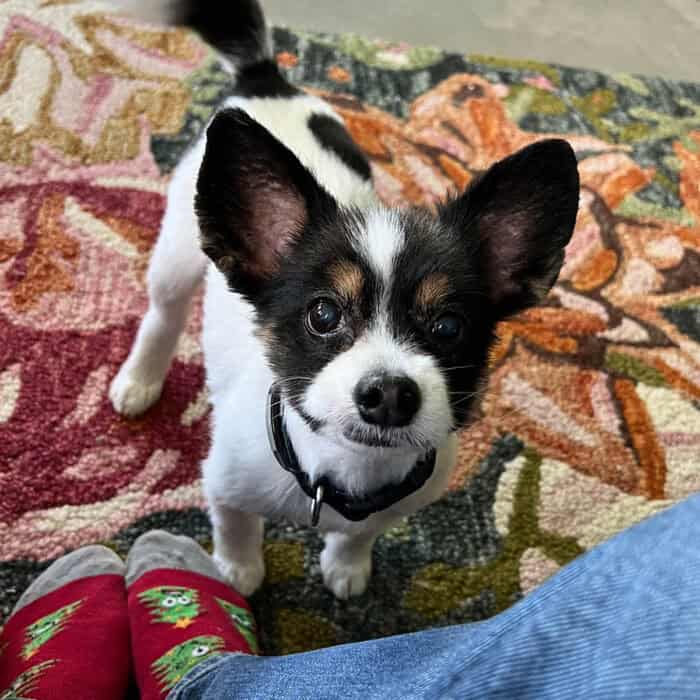 Crochet Blanket for Bibi the Papillon Dog