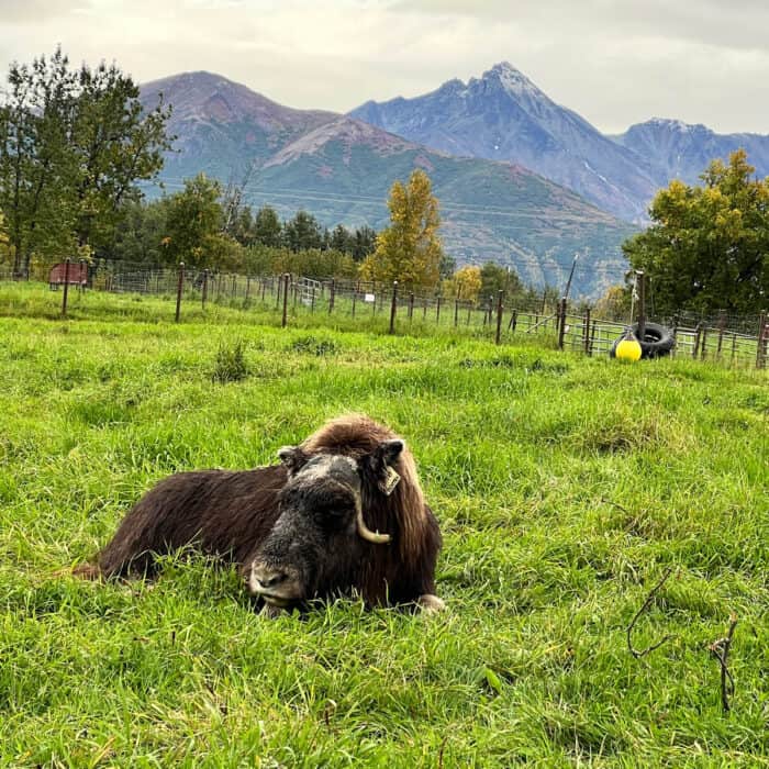 Musk Ox Farm Qiviut Yarn Palmer, Alaska - 77 Musk Ox Live Here