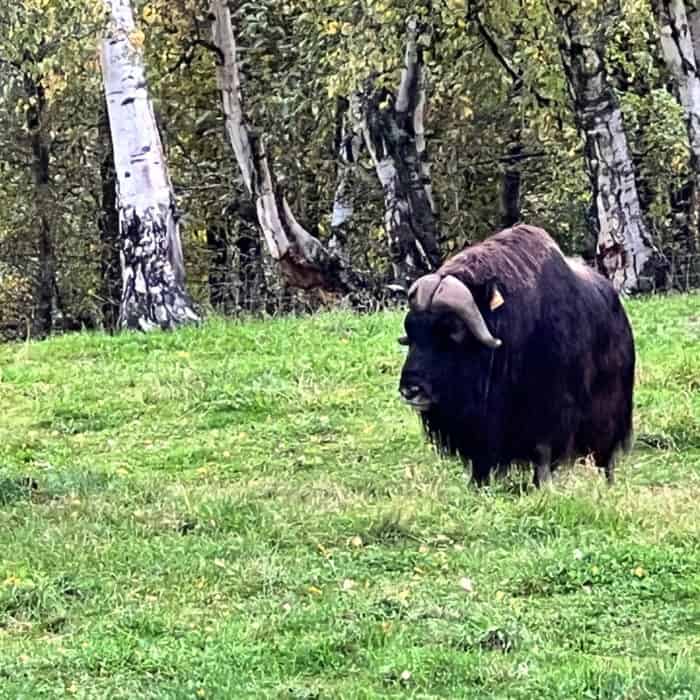 Musk Ox Farm Qiviut Yarn Palmer, Alaska Breeding Pen