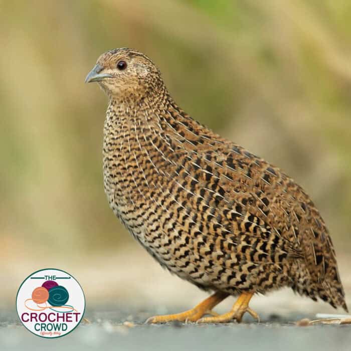 Coturnix Quail