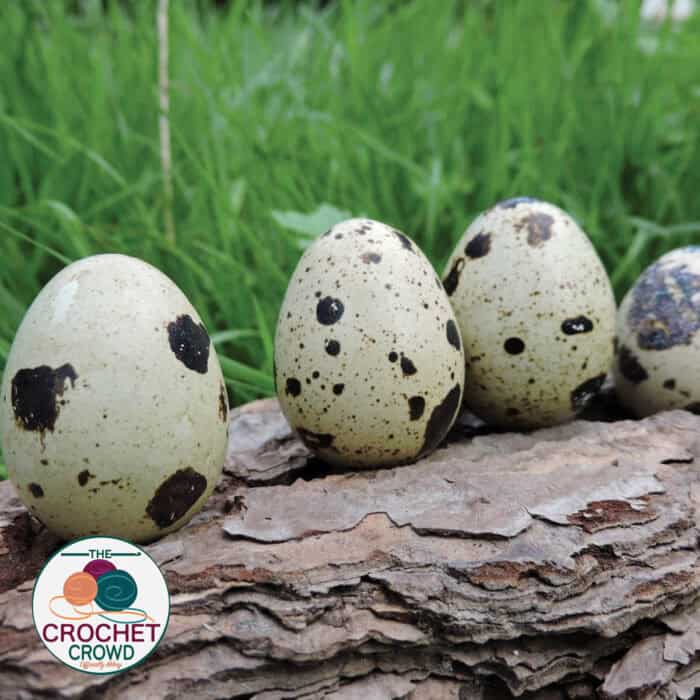 Coturnix Quail Eggs