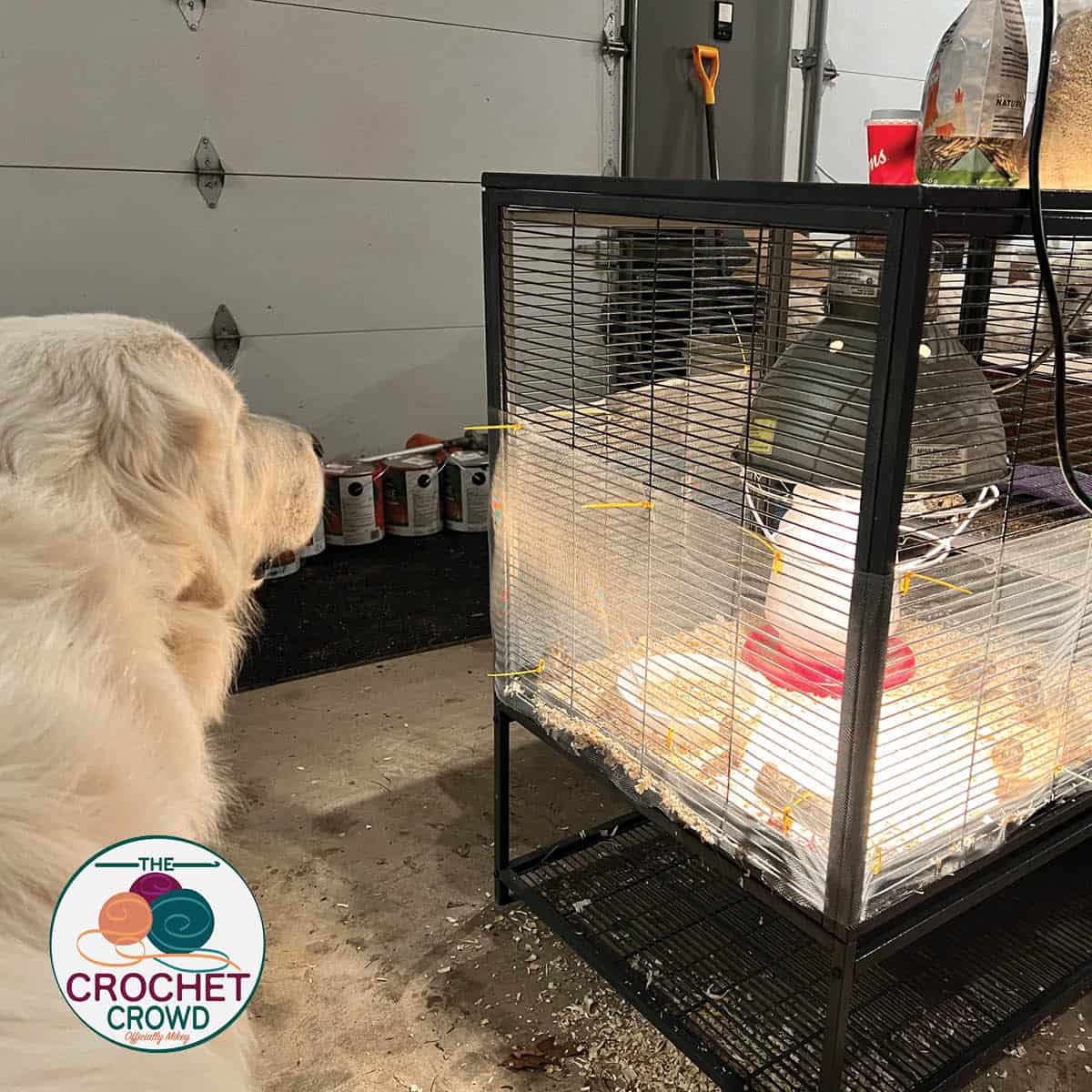 Coturnix Quail Raising for Egg Production for Dog Treats